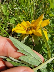 Balsamorhiza macrolepis