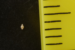 Eleocharis brittonii