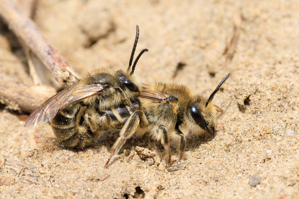 Unequal Cellophane Bee