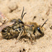 Unequal Cellophane Bee - Photo (c) brian stahls, some rights reserved (CC BY-NC), uploaded by brian stahls