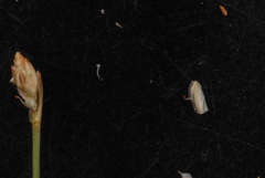 Eleocharis brittonii