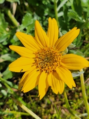 Balsamorhiza macrolepis