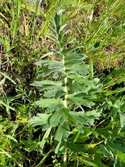 Balsamorhiza macrolepis