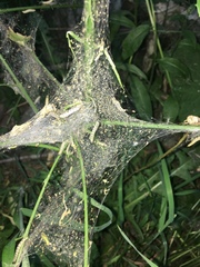 Yponomeuta cagnagella