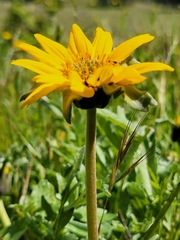 Balsamorhiza macrolepis