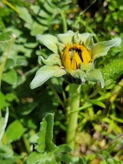 Balsamorhiza macrolepis