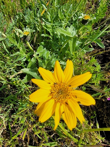 Image of Balsamorhiza macrolepis by no rights reserved