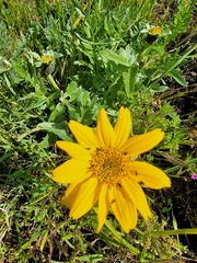 Balsamorhiza macrolepis