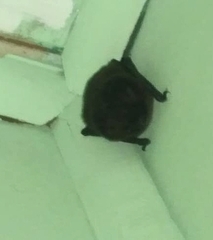 Myotis chiloensis