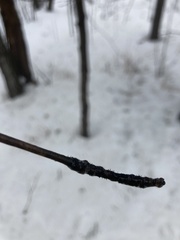 Chaenothecopsis