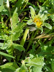 Balsamorhiza macrolepis