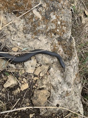 Coluber constrictor