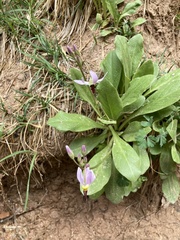 Primula pauciflora zionensis