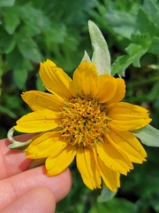 Balsamorhiza macrolepis