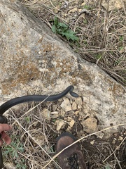 Coluber constrictor