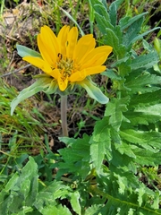 Balsamorhiza macrolepis