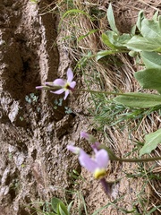 Primula pauciflora zionensis