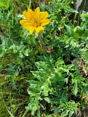 Balsamorhiza macrolepis