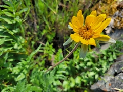 Balsamorhiza macrolepis