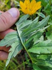 Balsamorhiza macrolepis