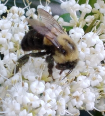 Bombus impatiens image