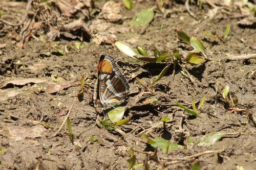 iNaturalist observation photo of California Sister