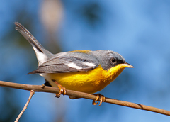 Tropical Parula photo 1