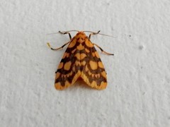 Miltochrista quadrilineata