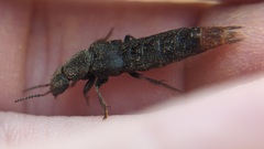 Platydracus mysticus