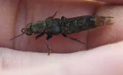 Platydracus mysticus