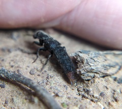 Platydracus mysticus