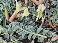 Astragalus humilis