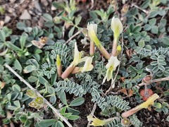 Astragalus humilis