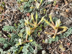 Astragalus humilis