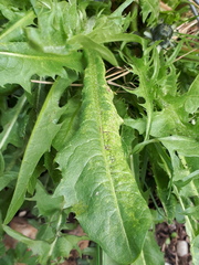 Synchytrium taraxaci