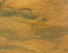 Fundulus rathbuni