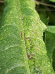 Synchytrium taraxaci