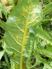 Synchytrium taraxaci