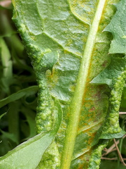 Synchytrium taraxaci