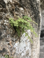 Adiantum capillus-veneris