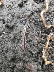 Euryurus leachii leachii