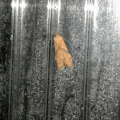 Blastobasis decolorella