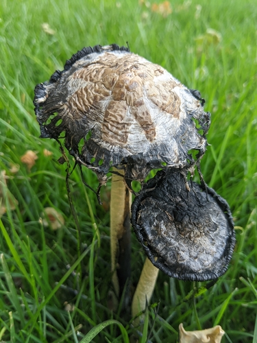 Star-capped Coprinus