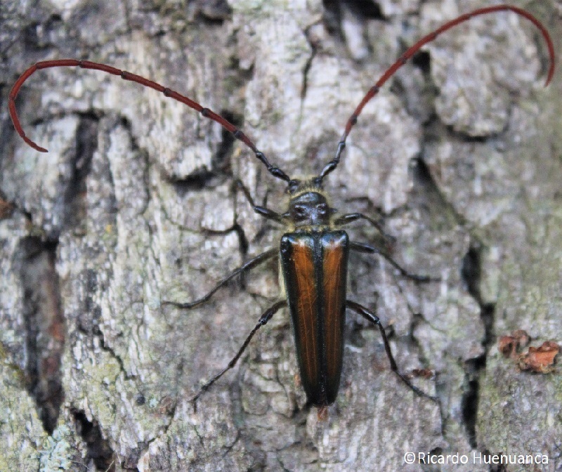Lautarus concinnus