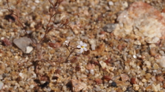 Nemacladus breviflorus