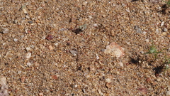 Nemacladus breviflorus