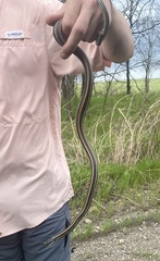 Thamnophis proximus