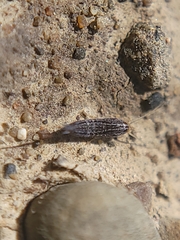 Machilinus