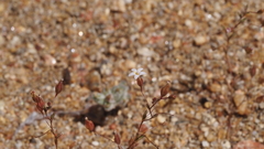 Nemacladus breviflorus