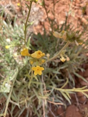 Oreocarya confertiflora